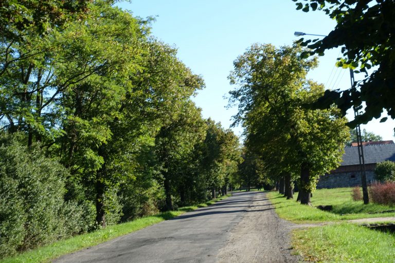 Aleja lipowa w miejscowościach Broniszów i Radwanów